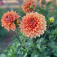 Dahlia 'Christie Leader'