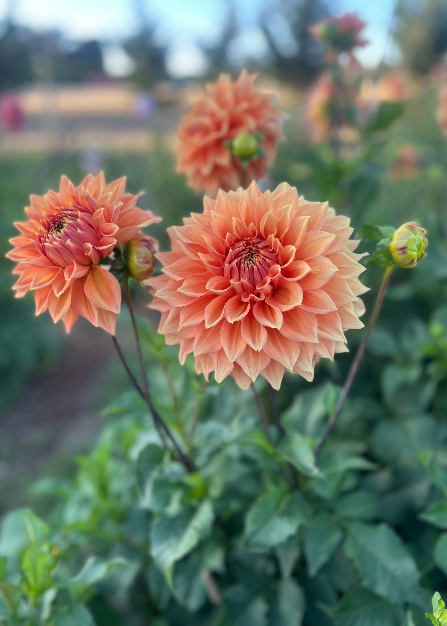 Dahlia 'Christie Leader'