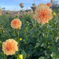 Dahlia 'Old Gold'