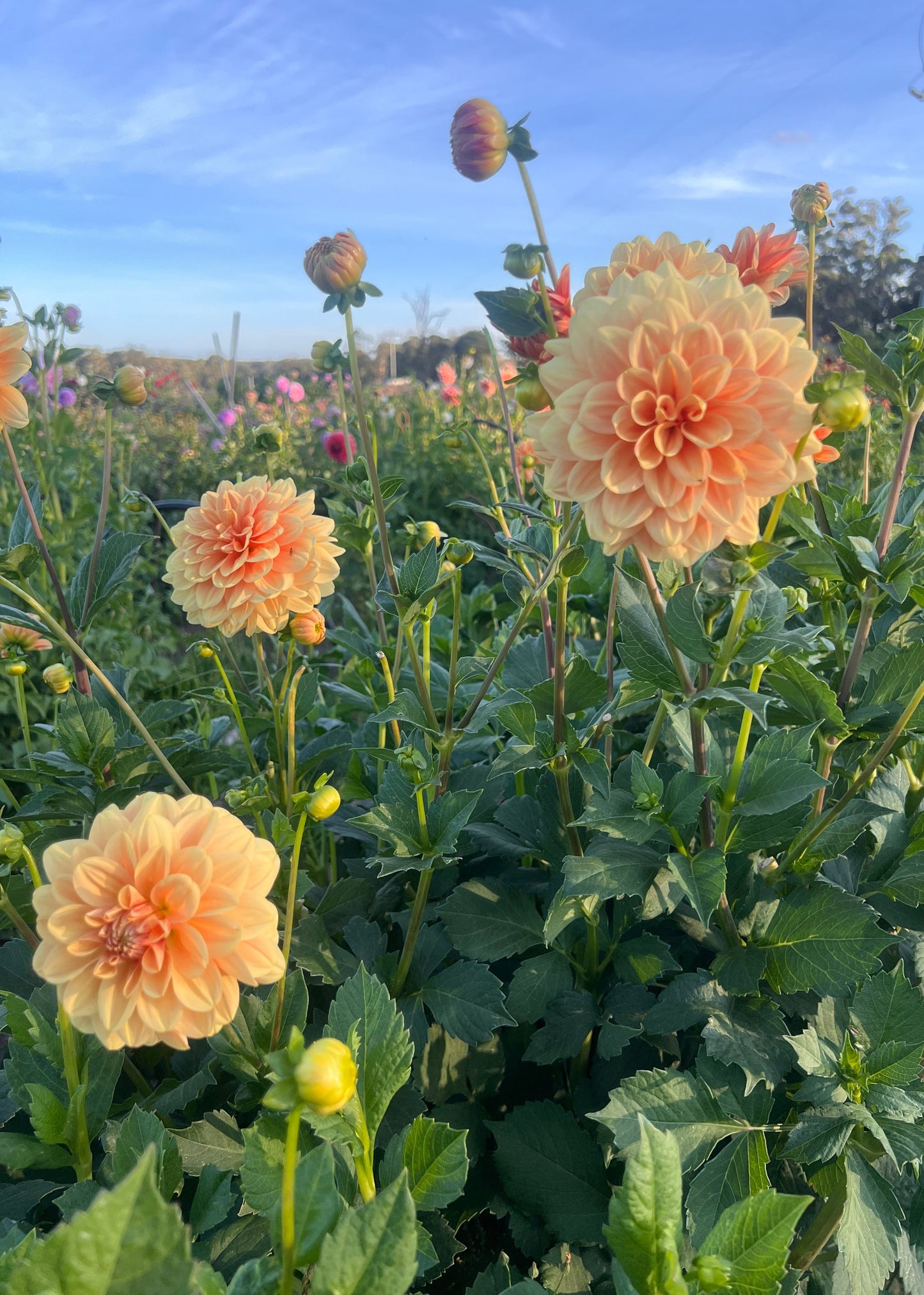 Dahlia 'Old Gold'