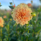 Dahlia 'Old Gold'
