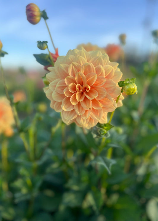 Dahlia 'Old Gold'