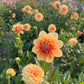 Dahlia 'Old Gold'
