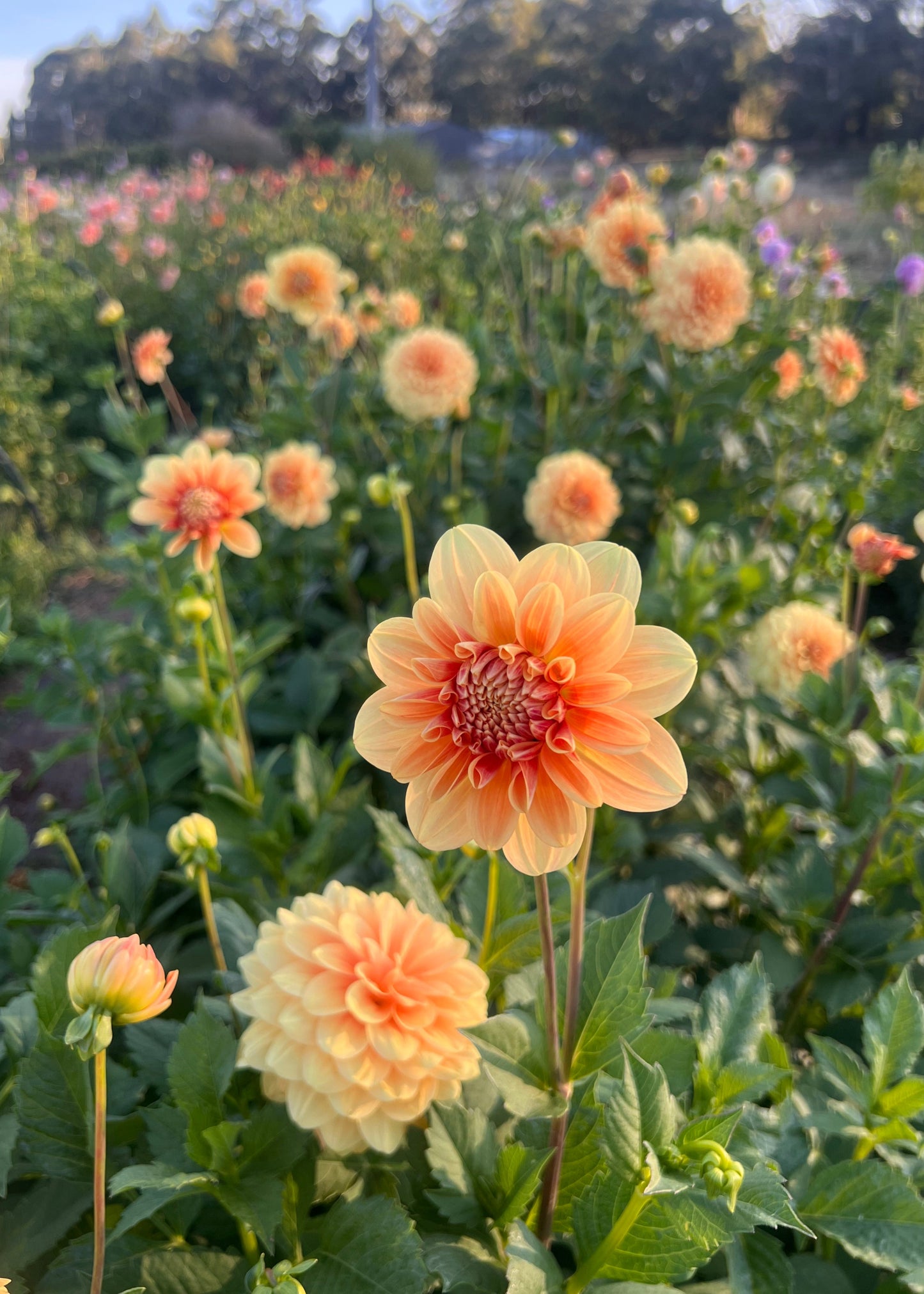 Dahlia 'Old Gold'