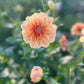 Dahlia 'Old Gold'