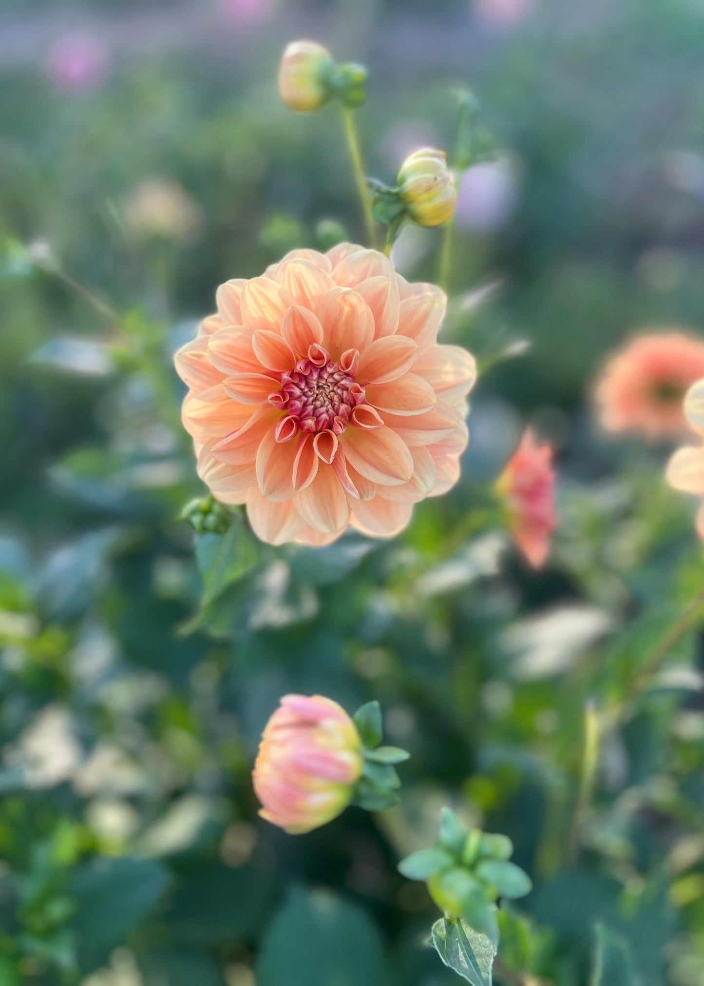 Dahlia 'Old Gold'