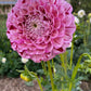Dahlia 'Wine Dot'