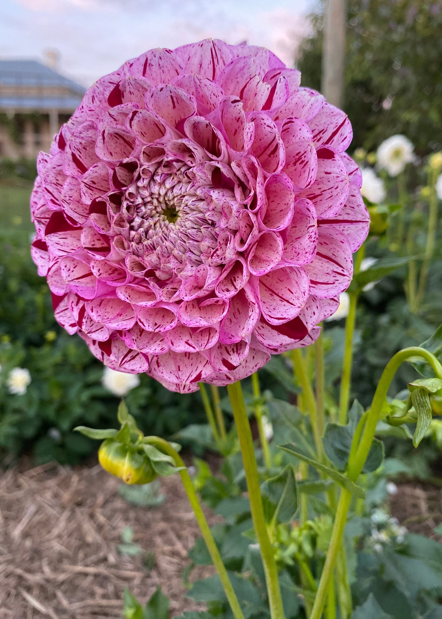 Dahlia 'Wine Dot'