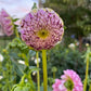 Dahlia 'Wine Dot'