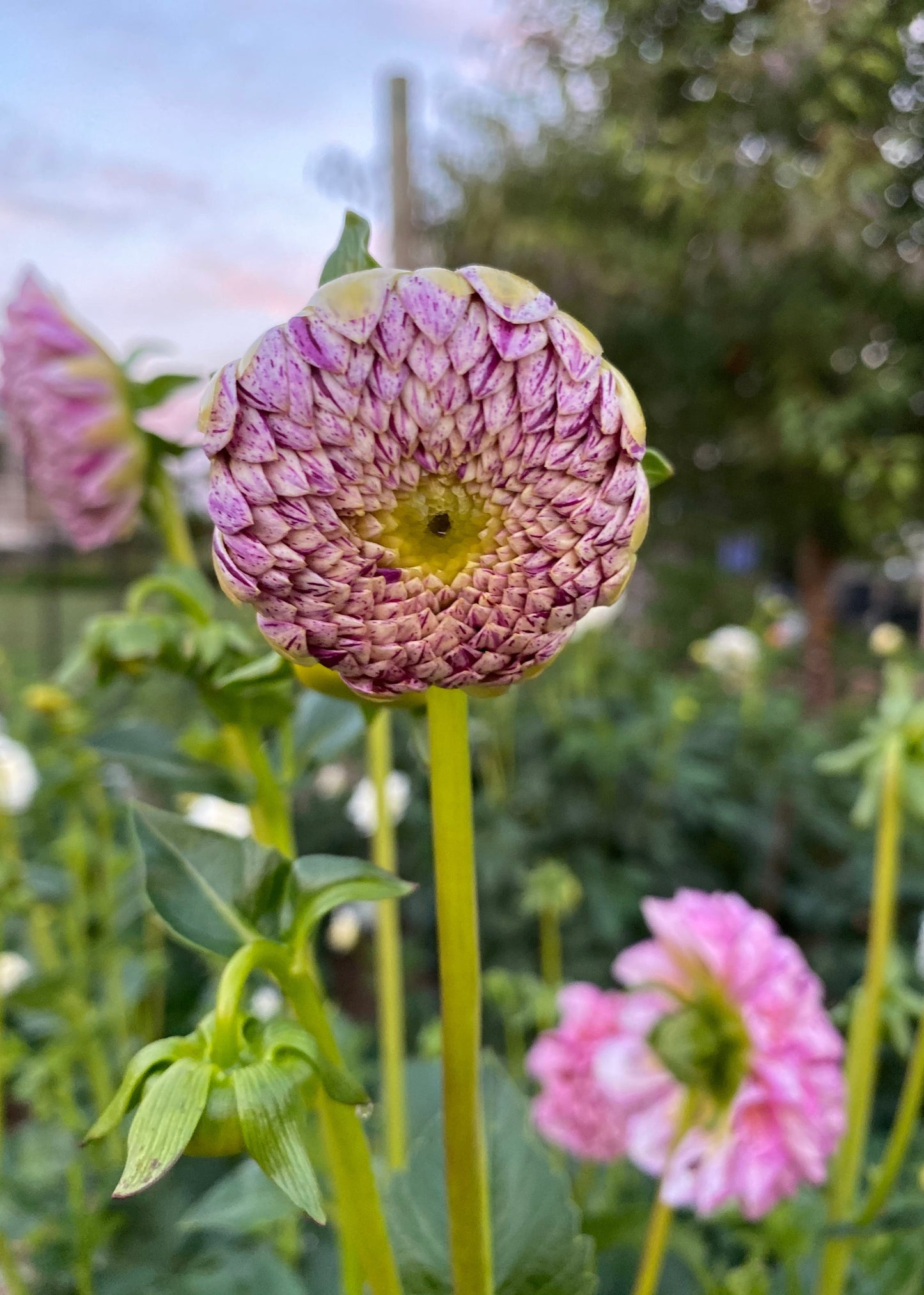 Dahlia 'Wine Dot'
