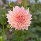 Dahlia 'Cafe au Lait'