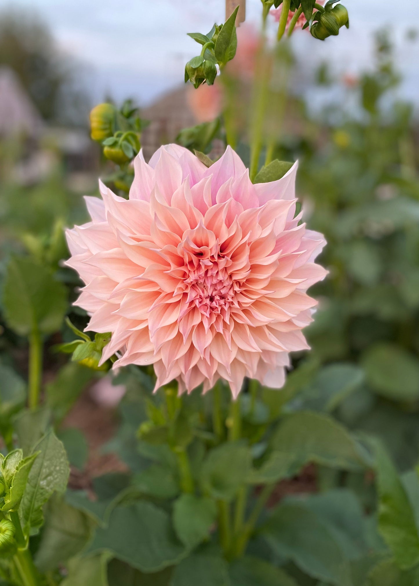 Dahlia 'Cafe au Lait'