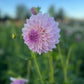 Dahlia 'Hillview Gem'
