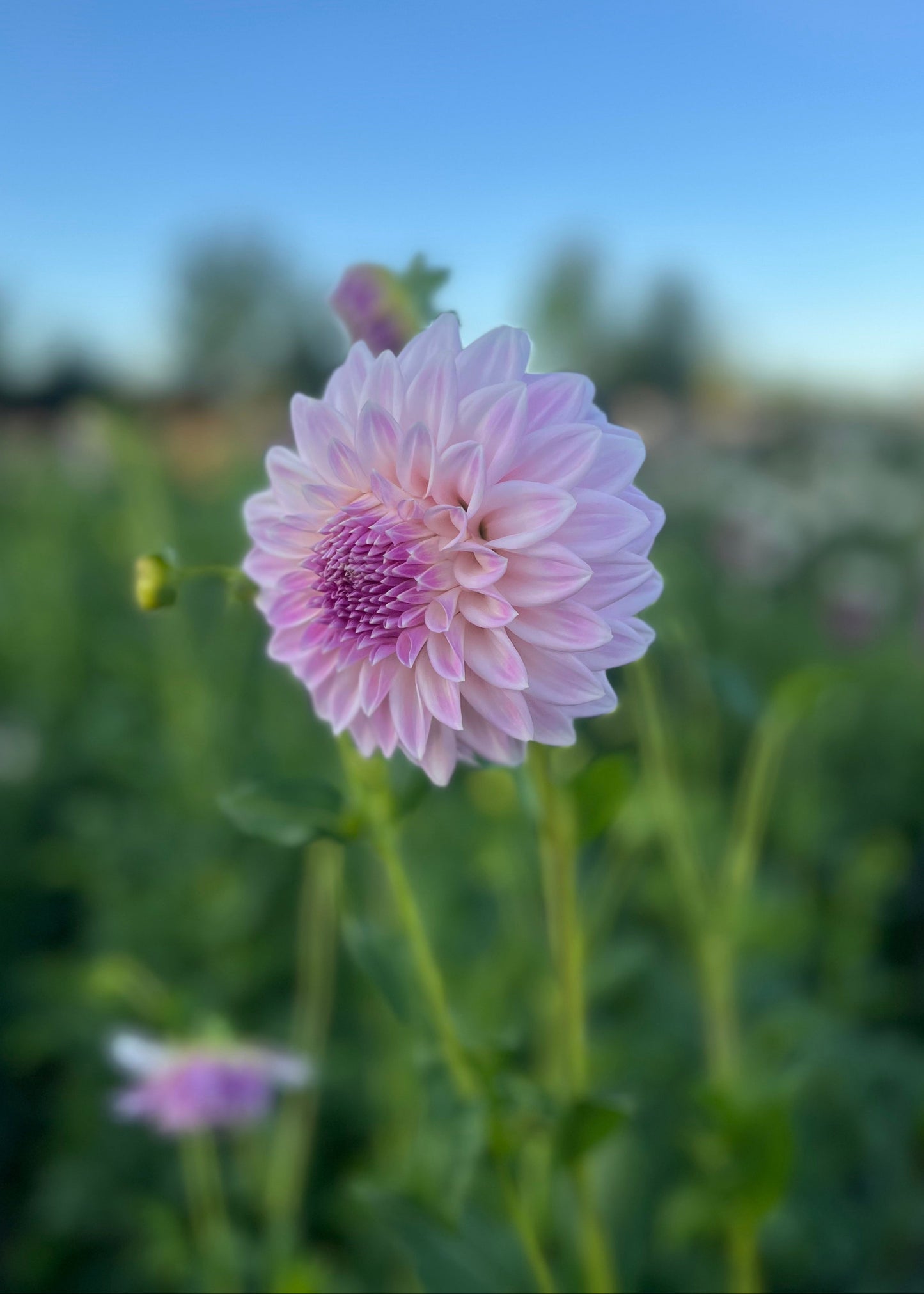 Dahlia 'Hillview Gem'