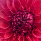 Dahlia 'Devon Opaline'