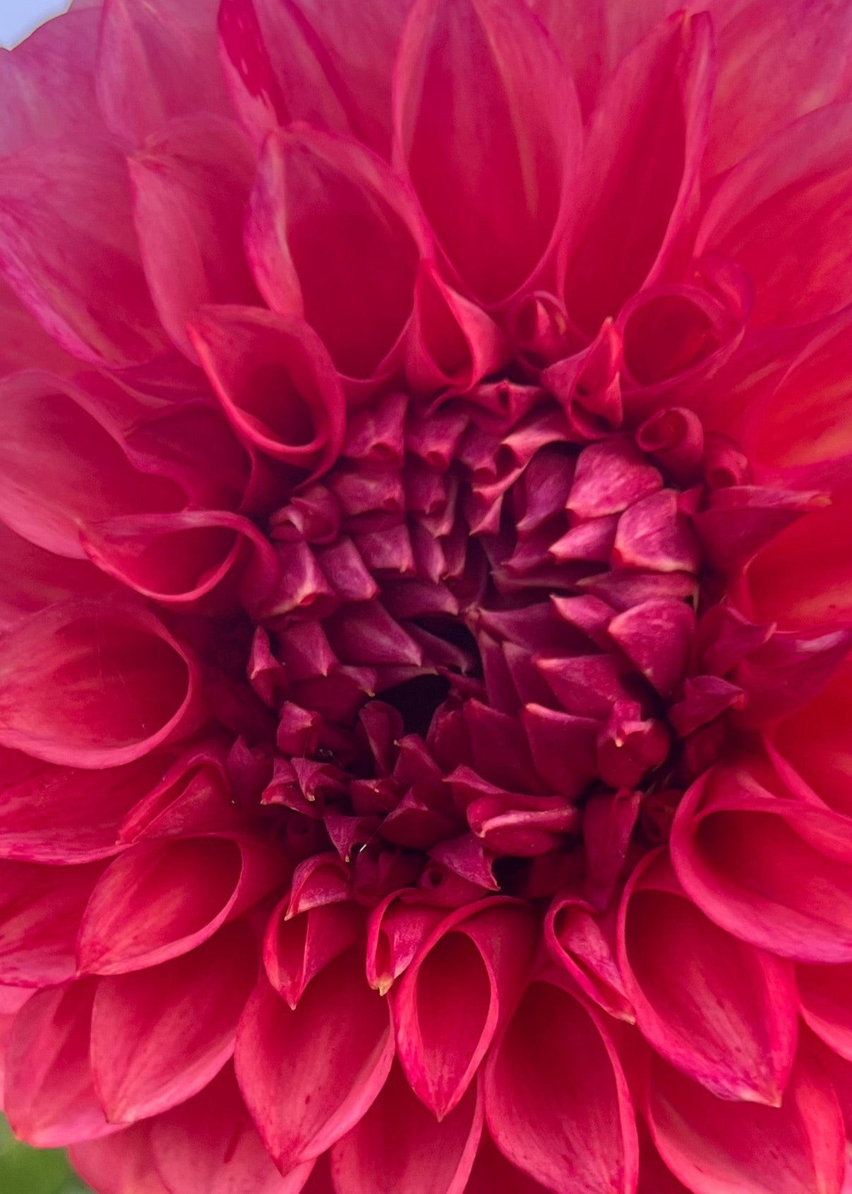 Dahlia 'Devon Opaline'