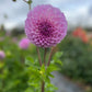 Dahlia 'Marshmallow'