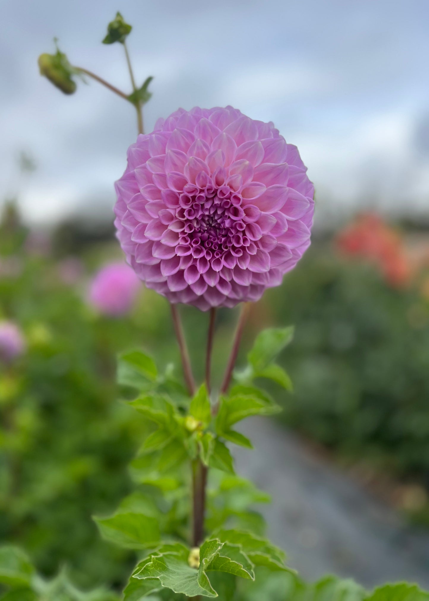 Dahlia 'Marshmallow'
