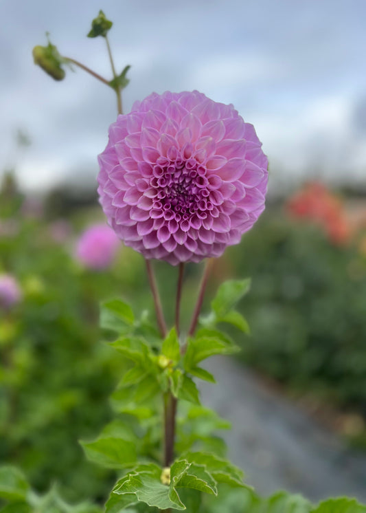 Dahlia 'Marshmallow'
