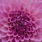 Dahlia 'Marshmallow'