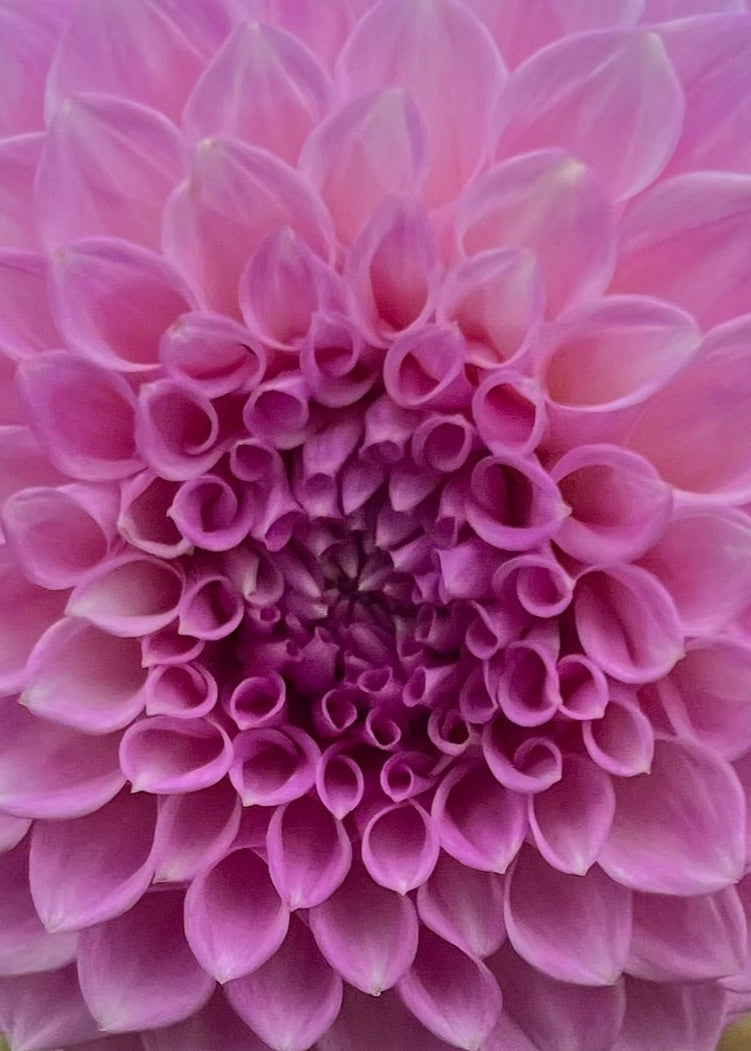 Dahlia 'Marshmallow'