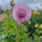 Dahlia 'Marshmallow'