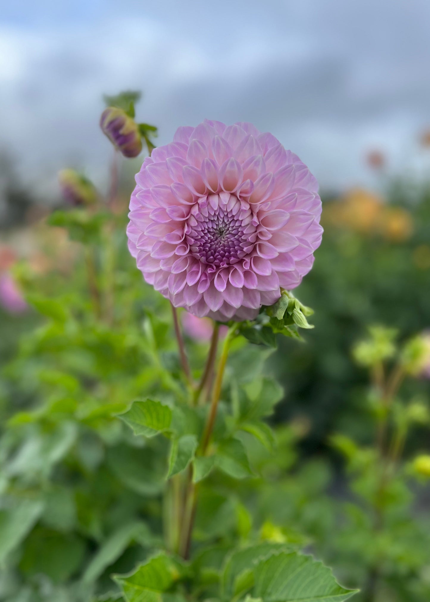 Dahlia 'Marshmallow'