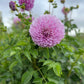 Dahlia 'Marshmallow'