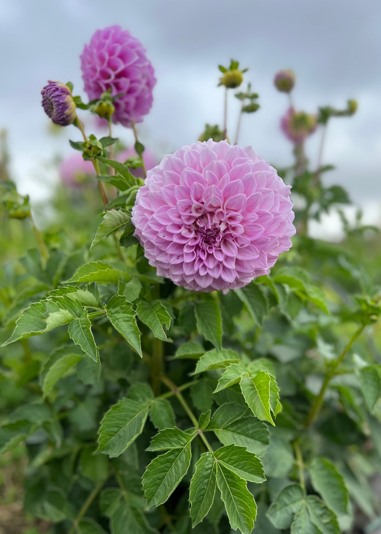 Dahlia 'Marshmallow'