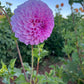 Dahlia 'Marshmallow'