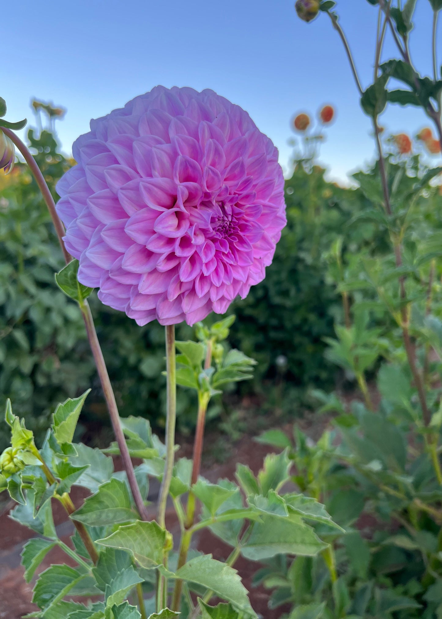 Dahlia 'Marshmallow'