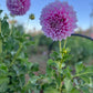 Dahlia 'Veras Elma'