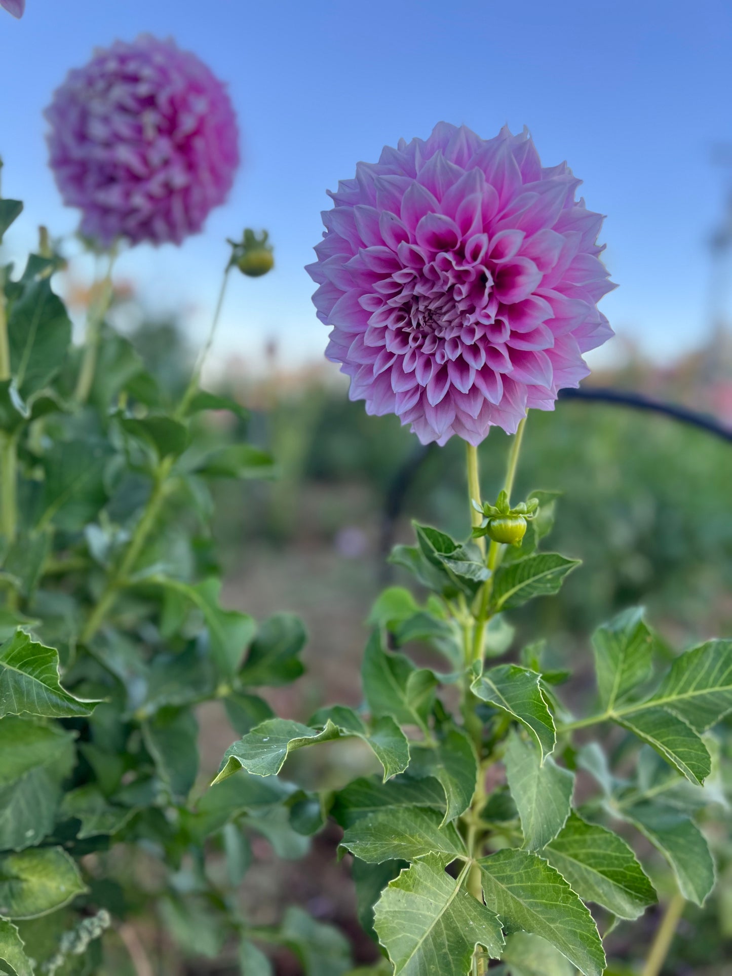 Dahlia 'Veras Elma'