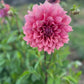 Dahlia 'Lileah Caramel Rose'