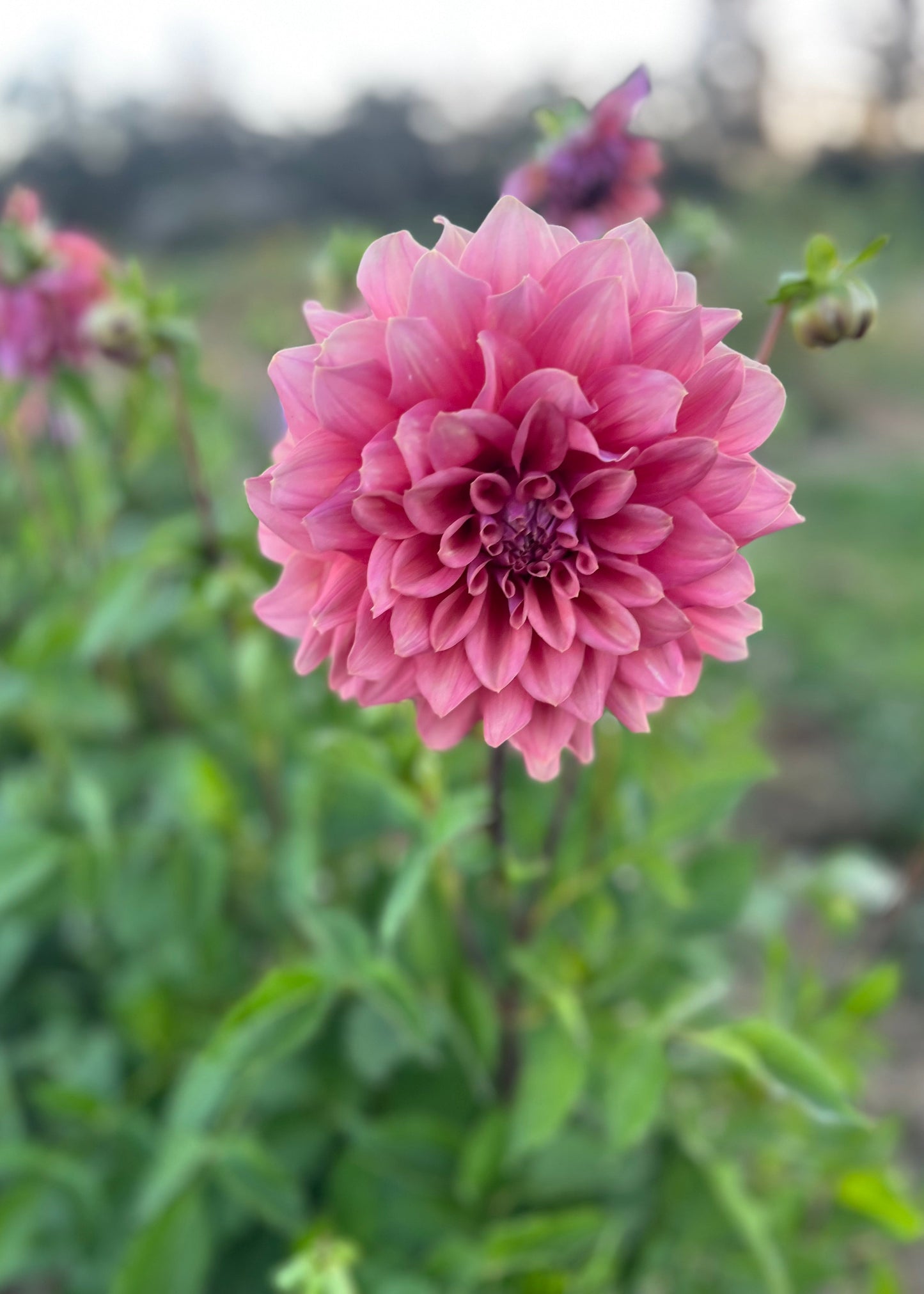 Dahlia 'Lileah Caramel Rose'