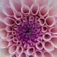 Dahlia 'Jeff Bloom'