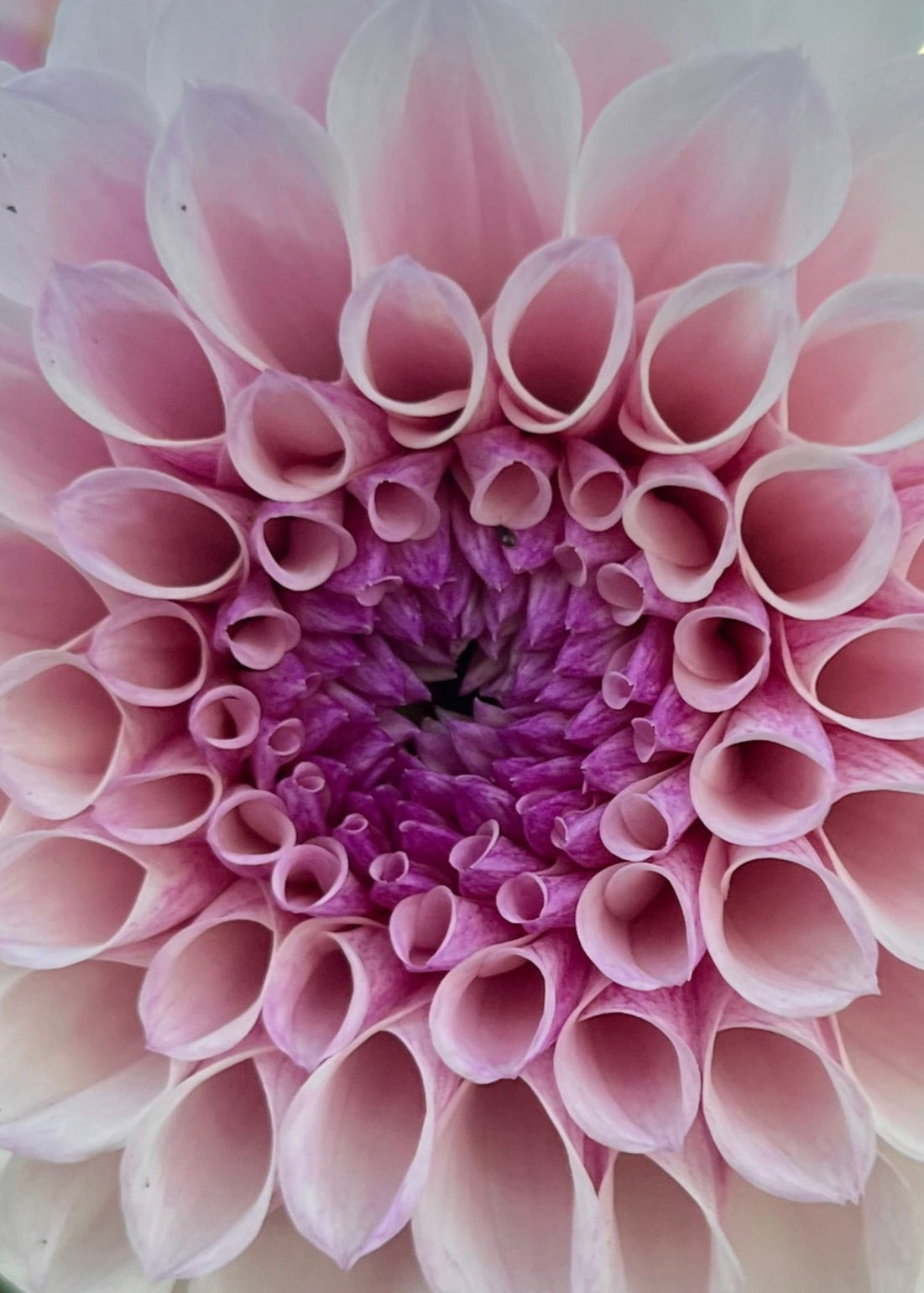 Dahlia 'Jeff Bloom'