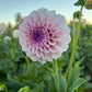 Dahlia 'Jeff Bloom'