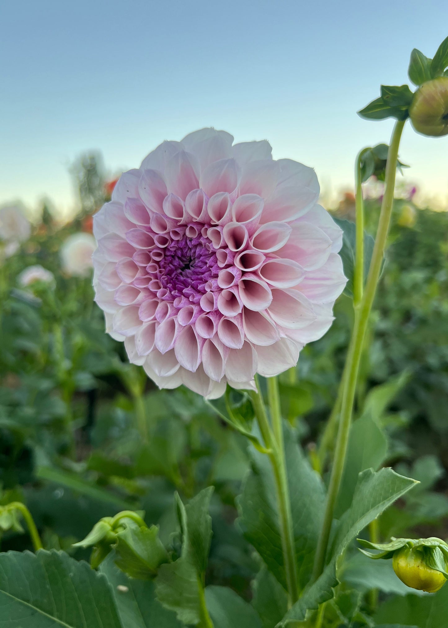 Dahlia 'Jeff Bloom'