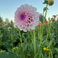 Dahlia 'Jeff Bloom'