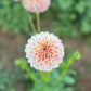 Farmgate Bunches ~ Miniature Decorative Dahlias