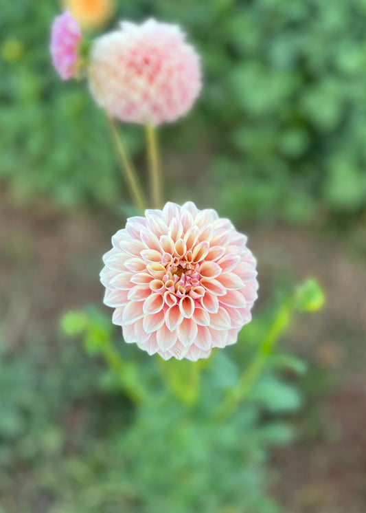 A single flower of Boundary Sophie dahlias