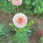 Farmgate Bunches ~ Miniature Decorative Dahlias