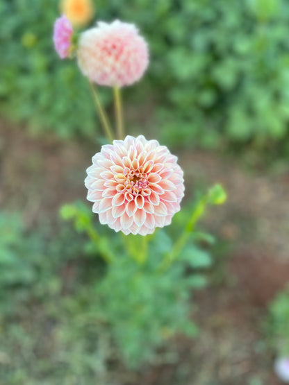 Farmgate Bunches ~ Miniature Decorative Dahlias