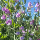 Sweet Pea: Bicolour Lilac Pink