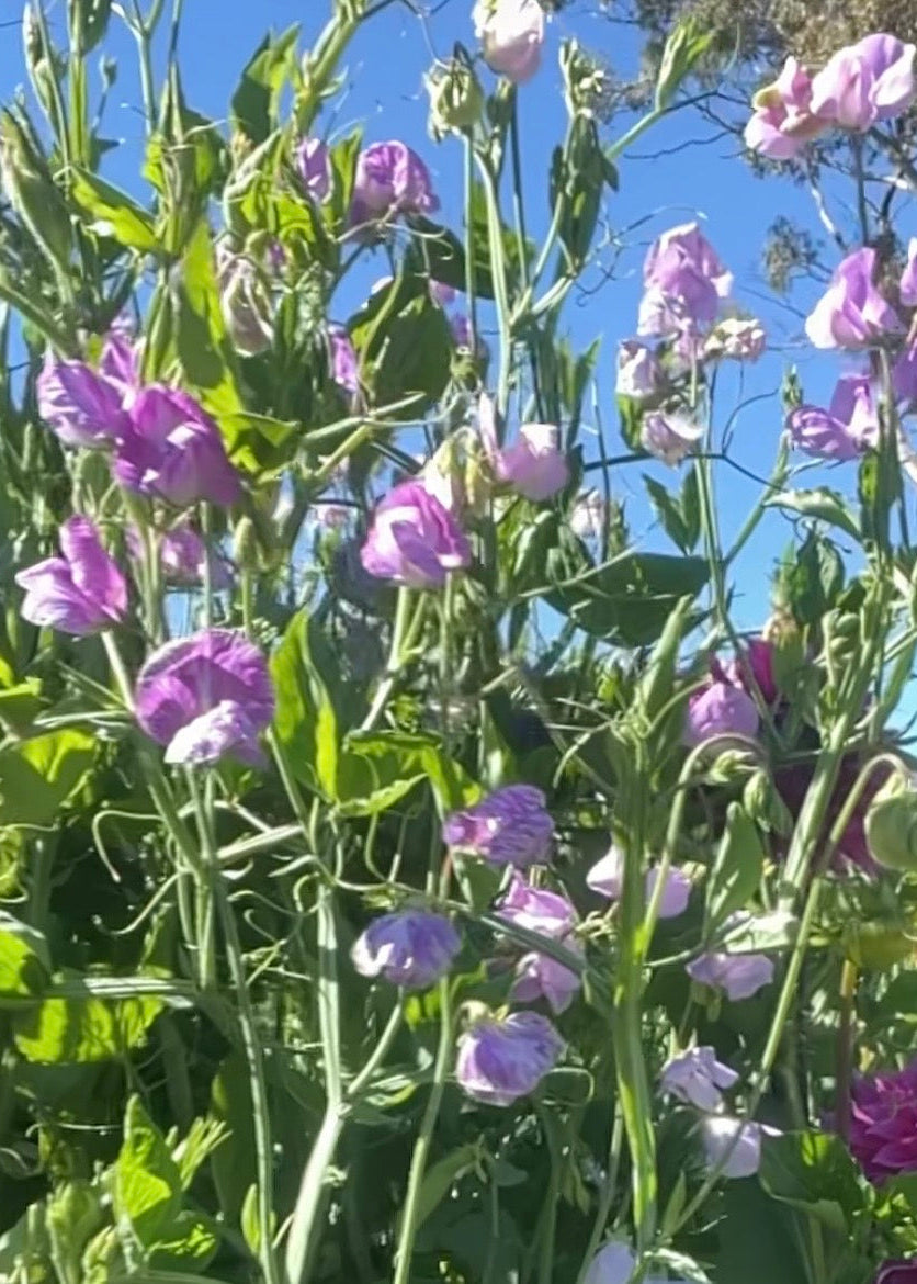 Sweet Pea: Bicolour Lilac Pink