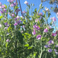 Sweet Pea: Bicolour Lilac Pink
