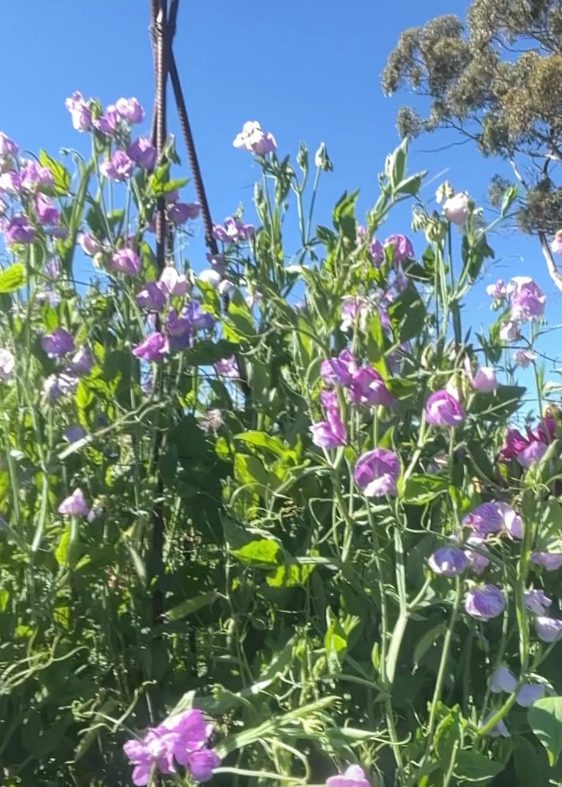 Sweet Pea: Bicolour Lilac Pink