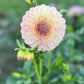 Dahlia 'Coorabell Moonglow'