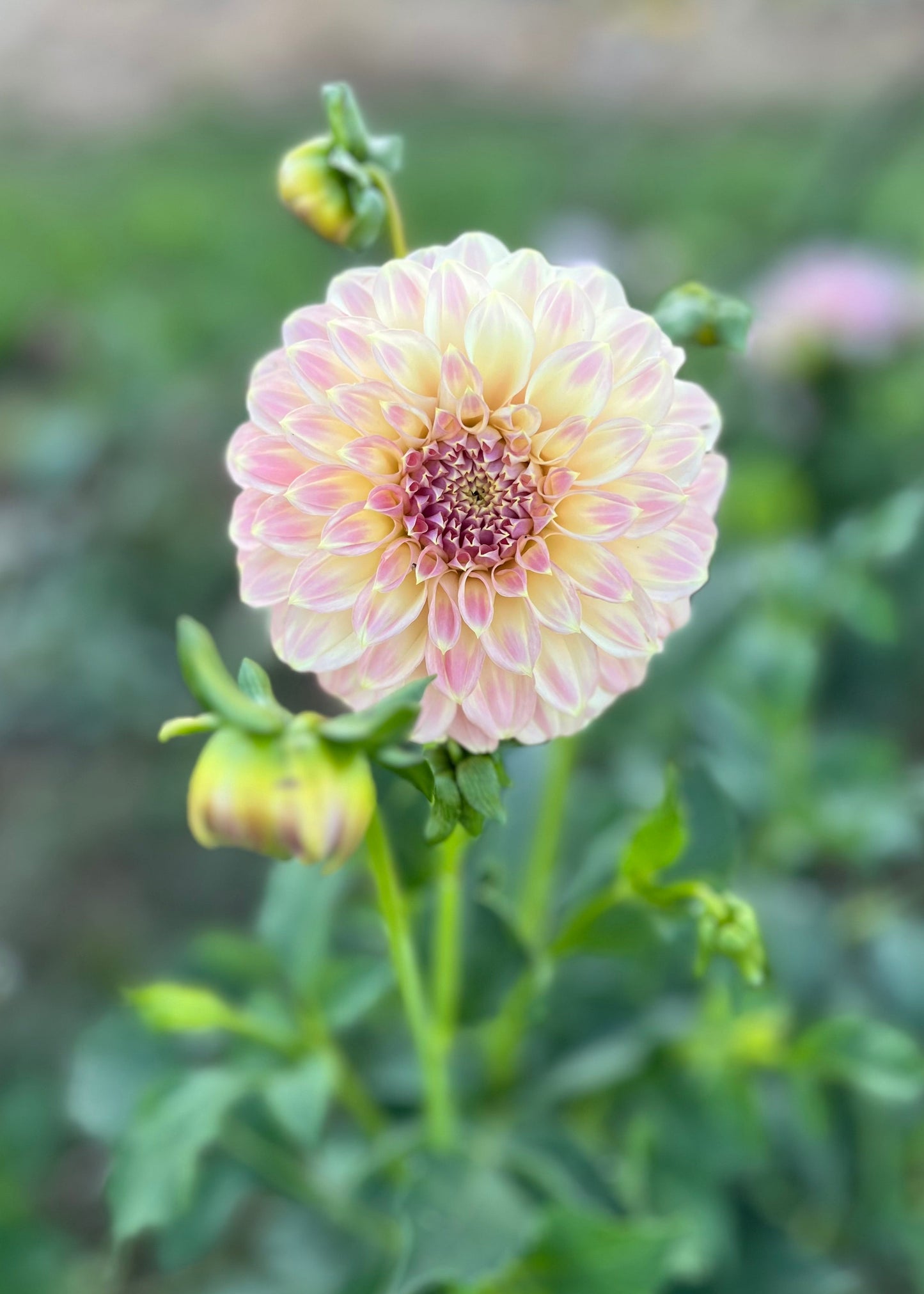Dahlia 'Coorabell Moonglow'